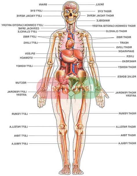 Free body type quiz finds your true body type with 5 easy questions. Female Body Organs Diagram Anatomy | MedicineBTG.com