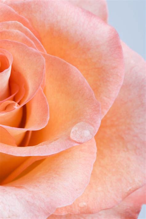 All coral way commercial real estate. Coral Roses are The Perfect Way to Celebrate Your First ...