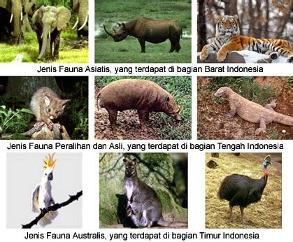 Diperlukan upaya dan langkah langkah konservasi untuk menjaga kelestarian flora dan fauna. Jenis dan Ciri Flora Fauna Peralihan