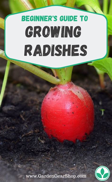 Moisture and soil depth must be right, too. Growing Radishes (Beginner's Guide) | Growing radishes ...