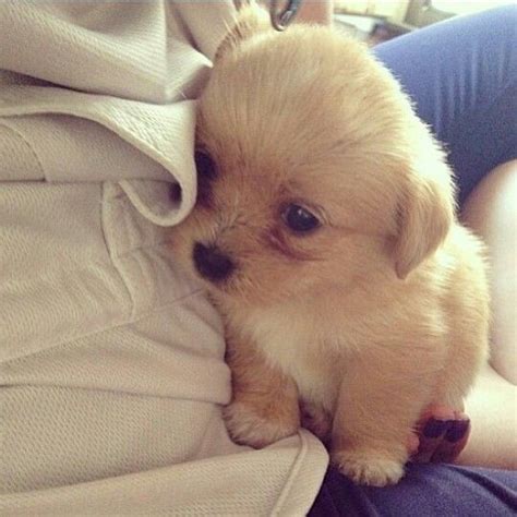 We have a diversity of cute puppies who grow into people's best companions. Such a shy little cute puppy. You are one of the most ...