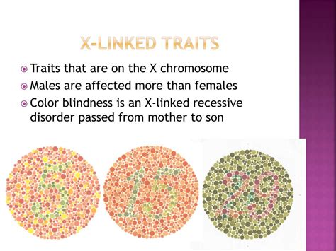 Not all traits on the x and y chromosome are to do with sexualcharacteristics eg colour blindness is a trait found on the x chromosome. PPT - Chapter 12 Inheritance Patterns and Human Genetics PowerPoint Presentation - ID:7084638