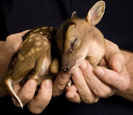 It has gained a stronghold in south east england, where it can the small, chinese muntjac deer was introduced to woburn park in bedfordshire at the start of the 20th century and rapidly spread into the surrounding. My future family pet. A Leaf Muntjac deer. So cute and ...