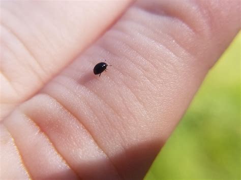 Mating little black beetles under diffused light. Oregon Small enough to be a carpet beetle, but I think ...