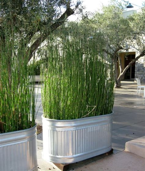For example, if it is for a privacy screen, it is vital to know how much height a bamboo will. 18 Ideas that will make Your Patio Awesome this Summer