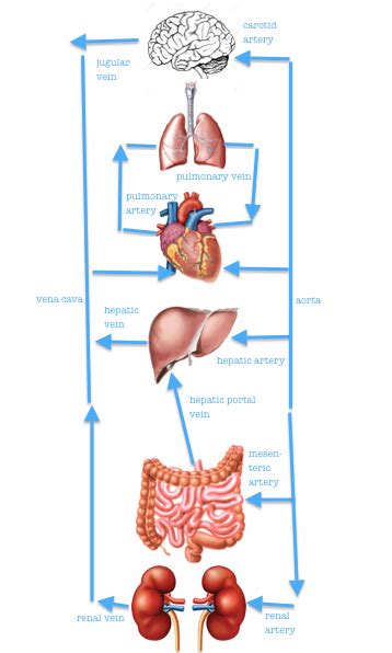 The hepatic vein carries deoxygenated blood out of the liver. IGCSE Biology: 2.66 Understand the general structure of the circulation system to include the ...
