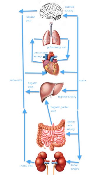 The walls of the arteries and veins both have the same basic structure. IGCSE Biology: 2.66 Understand the general structure of the circulation system to include the ...