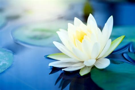 We did not find results for: How to Culture Lotus flowers in Artificial Conditions ...