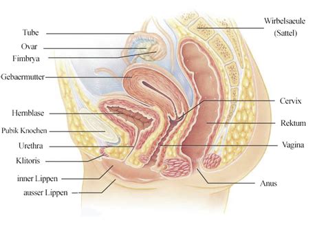 Wanita montok bikin tato ekstrim di vagina mantap betul. Inneres Genital System