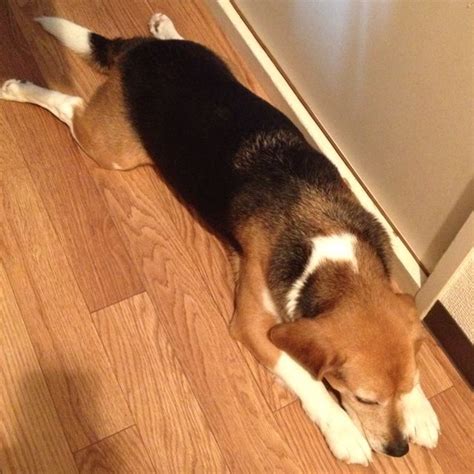 He flies through the air with the greatest of ease: He sleeps as if he flies in the sky. | Corgi, Sleep, Dogs