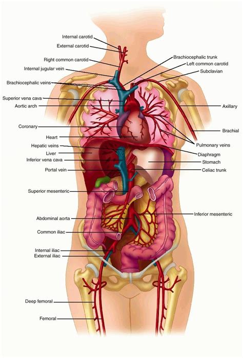 Heart medical diagram clip art. Human Anatomy Organs Picture . Human Anatomy Organs ...