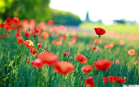 Scegli l'immagine fiori perfetta per il tuo progetto. Sfondi Desktop Papaveri - Immagini di sfondo HD