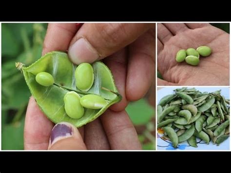 Tecomate® lablab is the seed that started it all for tecomate® wildlife systems. Hyacinth Beans - Wholesale Price & Mandi Rate for Hyacinth ...