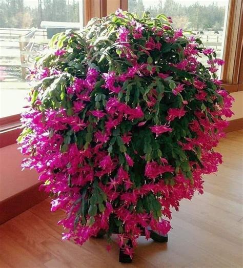 Your christmas cactus may not be a christmas cactus at all. grudnik - Garnek.pl