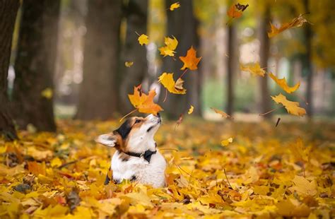 907,524 matches including pictures of grunge, pattern. Image result for corgi computer wallpaper (With images) | Corgi dog, Autumn animals, Corgi