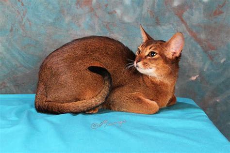 Find cats and kittens wanted, to adopt, and better than craigslist. Abyssinian Kittens FOR SALE ADOPTION from Prescott Arizona ...