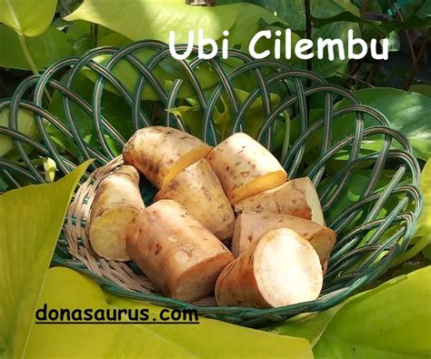 Kamu bisa menemukan penjual keripik ubi cilembu dari seluruh indonesia yang terdekat dari lokasi. Ubi Cilembu Membuat Meneer Lupa Roti dan Keju