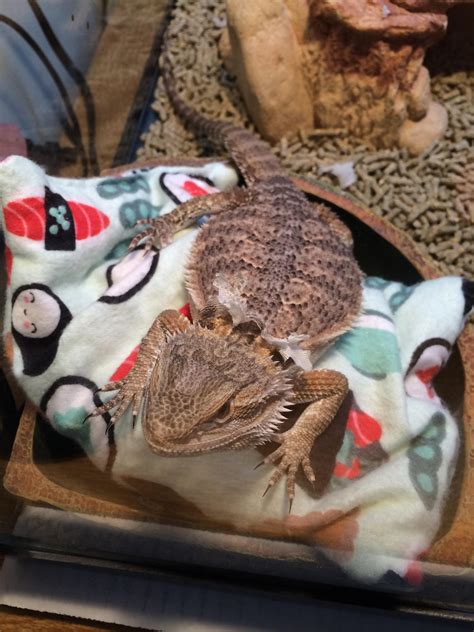 For my paper spine cactus, i was able to break off one round pad from the. I got Malcolm a heating pad for his basking spot. Now he ...