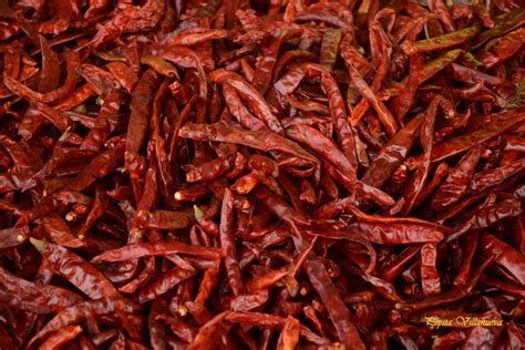 Maybe you would like to learn more about one of these? Chiles de árbol (con imágenes) | Chile de arbol, Chile