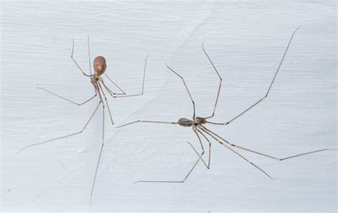 S&s termite and pest control is the premier termite s&s also serves other areas of east central alabama, which include pratville, sylacauga, tuskegee, union springs and much more! Blog - A Step-By-Step Guide To Keeping Spiders Out Of Your ...