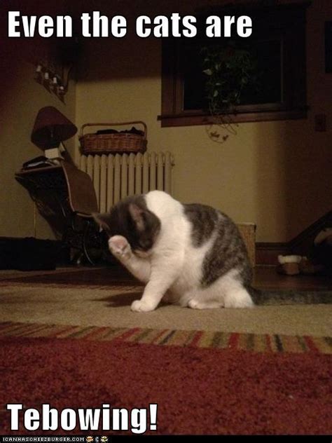 Approach your neighbor in a reasonable manner and try to come. Paws for prayers 19 incredibly cute pictures of animals praying | Christian Funny Pictures - A ...