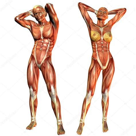 Learn about the human body and how its systems work proprioception refers to our ability to perceive our body's position and how we move through space. Muscle men and women from the front — Stock Photo ...