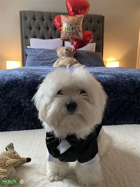 Gigaguenstig.de has been visited by 10k+ users in the past month Stud Dog - I'm looking for a Maltese Girlfriend - Breed ...