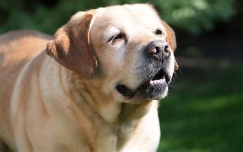 The lymphatic cells may be present in different areas of the body including the skin, stomach, liver or spleen. How Long Can a Dog Live With Laryngeal Paralysis Without ...