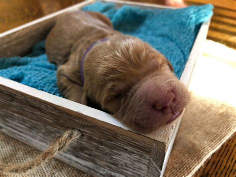 Goldendoodles come in many sizes from standards, right down to the incredibly tiny toy and teacup goldendoodles. Black Goldendoodle Puppies Iowa - Animal Friends