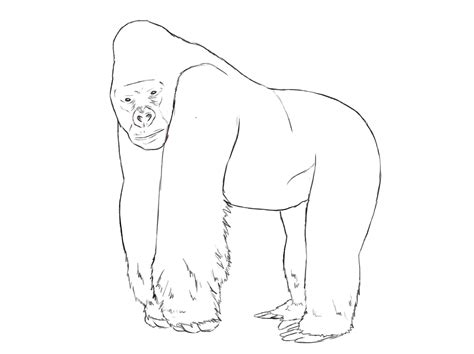 How to draw gorilla in easy steps for beginners lesson.tutorial of drawing technique.drawing tutorial,art tutorial youtube videoyou can watch the video a. How To Draw A Gorilla - Draw Central