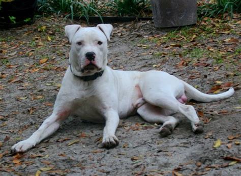 Napr = north american purebred registry. Laura Kennels American Bulldogs