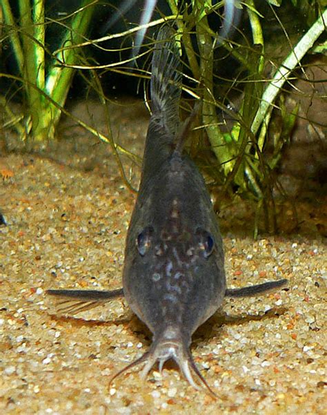 Damit das zusammenleben der tiere im aquarium funktioniert, müssen allerdings alle ansprüche und lebensweisen der verschiedenen arten berücksichtigt werden. Flügelpanzerwels (Corydoras semiaquilus) | Fischlexikon