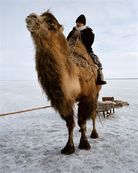 You prepackage all of your hot meals for a. Fishing Camels of the Aral Sea · Avaunt Magazine
