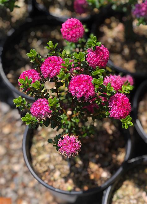 See more of wholesale flower business on facebook. Pimelea ferruginea 'Magenta Mist' | Native Sons Wholesale ...