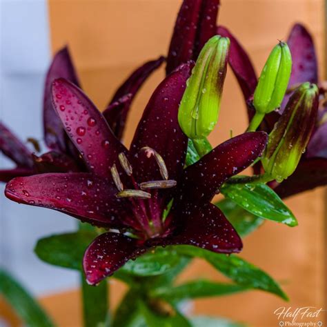 Maybe you would like to learn more about one of these? Black Lily | Black lily, Morristown tn, Flowers