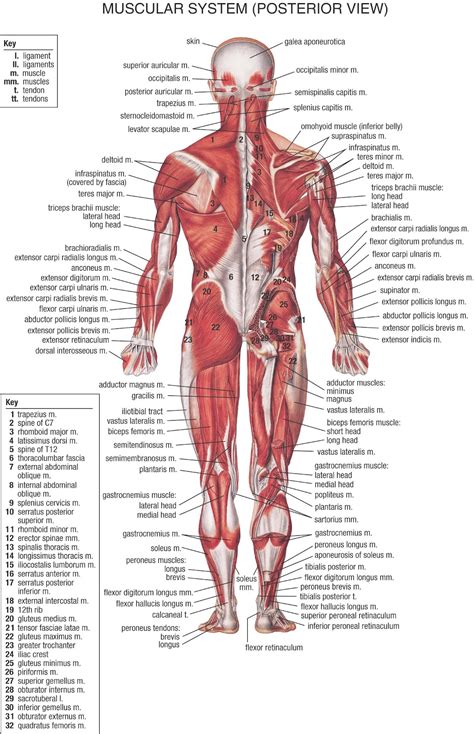 Within this group of back muscles you will find the latissimus dorsi, the trapezius, levator scapulae and the rhomboids. Infinite Wonder: Muscular System