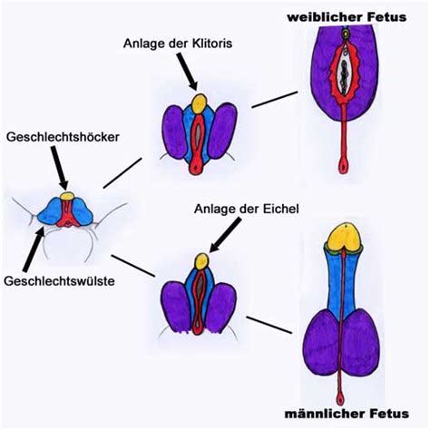 #intersexuell scheidet auch aus, das weiß ich schon alleine deshalb, da ich mich diesbezüglich untersuchen lassen musste. medizinische Aspekte « frauen mädchen transgender abend