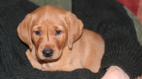 At red diamond labs we start all of our puppies on nuvet we highly recommend you do continue this when you get your new puppy home. Fox Red Lab - Your Guide To The Fox Red Labrador Retriever