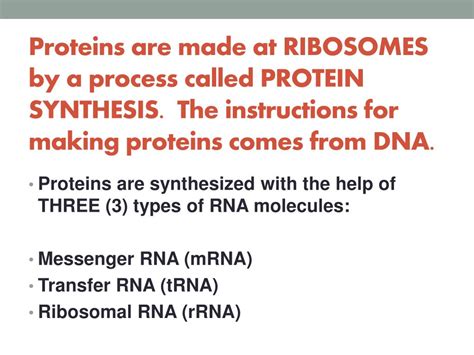 These instructions are divided into segments. The instructions for making proteins come originally from ...