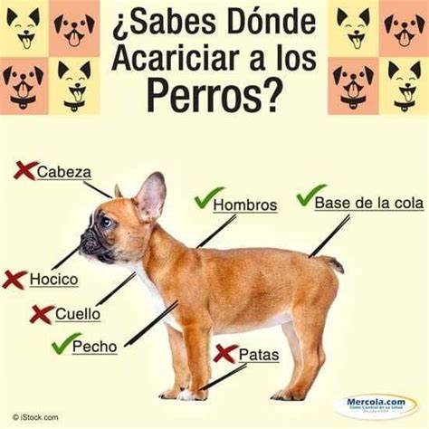 Nombres para perros hembra originales, de famosos, nombre de perritas de. Pin de gorby * en Dogs | Perros, Mascotas, Animales