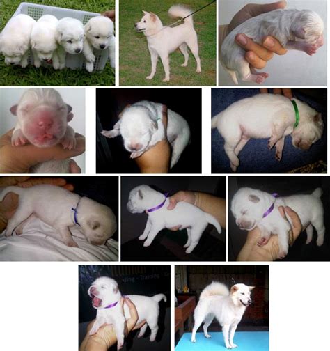 Di mana per jumat, 25 juni 2021 kemarin, jumlah warga yang divaksinasi dosis pertama di bali sudah mencapai sebanyak 2.080.700 orang. Kintamani - Bali "Vom Hause Terraria" - Kennel Anjing ...