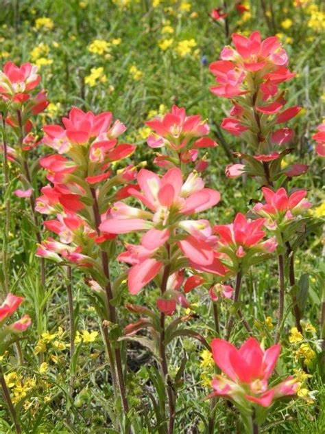 Different bee species have distinct. Texas Wildflowers | Birds and the bees, Flowers, Wild flowers