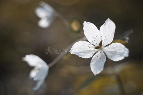 Bouquet dalie e succulenti bianco. Fiori Bianchi Nella Foresta Sul Sole Immagine Stock - Immagine di fogli, d0: 13455773