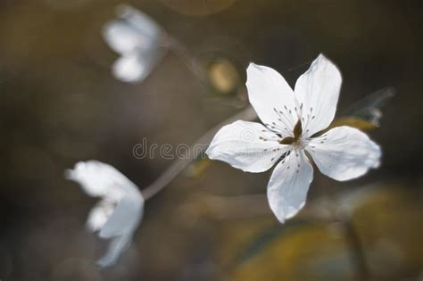 Pensate a un tema per l'approccio della vostra creazione questa fase iniziale è una parte cruciale del progetto complessivo composizione floreale. Fiori Bianchi Nella Foresta Sul Sole Immagine Stock - Immagine di fogli, d0: 13455773