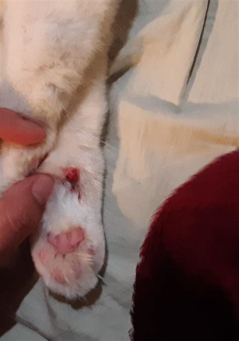 Carpal fractures and dislocations are common, the wrist is the most commonly injured joint in the body. We noticed that our cats carpal pads are bleeding. I ...