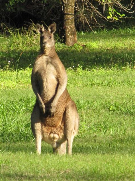 The emu is the tallest bird in australia. Australia's Nature Coast sure lives up to it's reputation ...