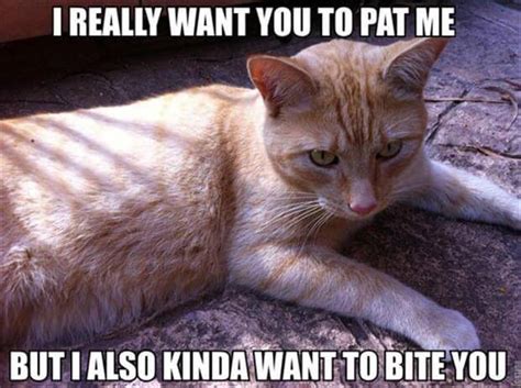 In my house, the cat calls the shots. 20 Cat Logic Memes Only Cat Owners Will Understand And ...