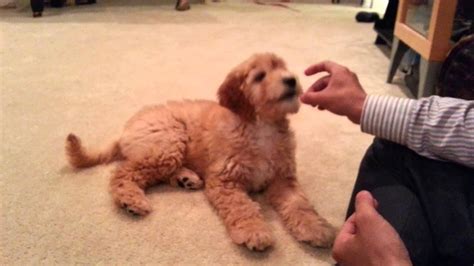 F1b (genetic abbreviation for filial 1 backcross) mini goldendoodles are the result of pairing an f1 mini goldendoodle to a mini poodle. Goldendoodle F1B puppy - Angel at her 12 weeks! She is a smart girl!! - YouTube