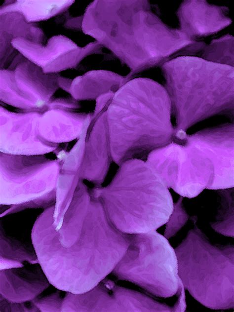 All varieties have been preserved to ensure they will not wilt in the same way living plants would. The Best Purple Flowers For Your Garden, Dark Purple ...