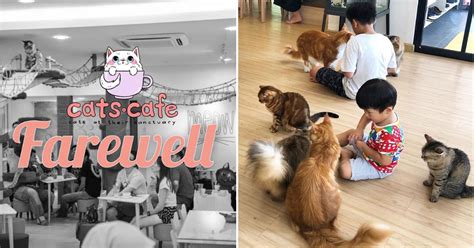 If you share pls give credit thx!. It's Official: CATS Cafe In JB Is Shutting Down After 5 ...